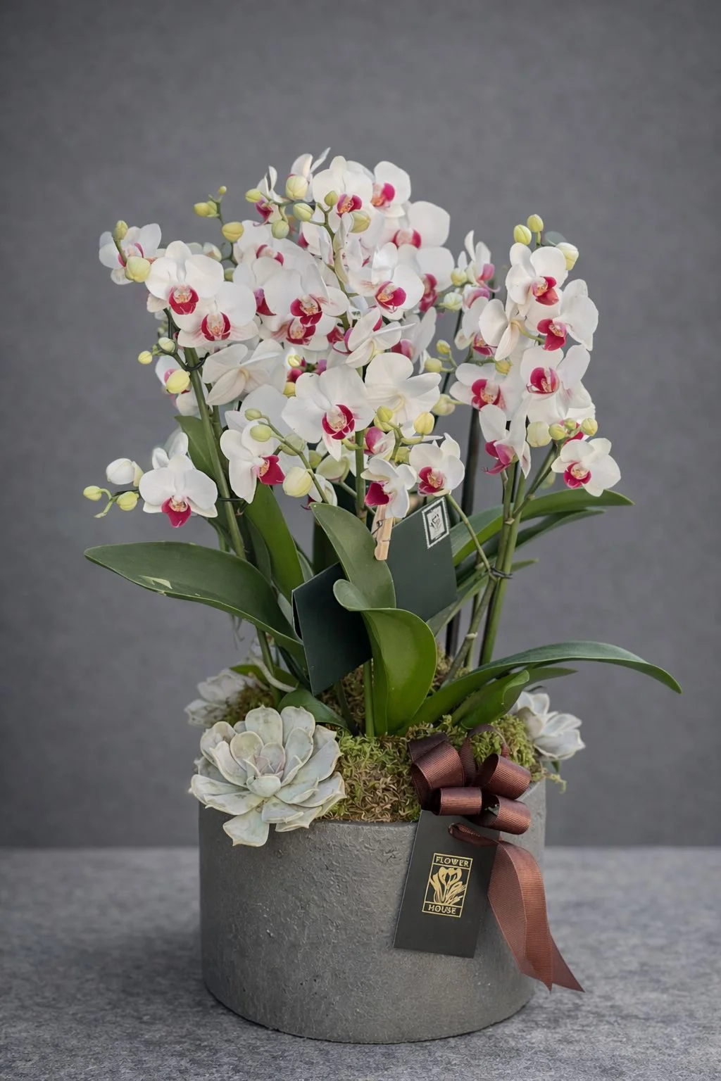 Mini Orkide Aranjmanı