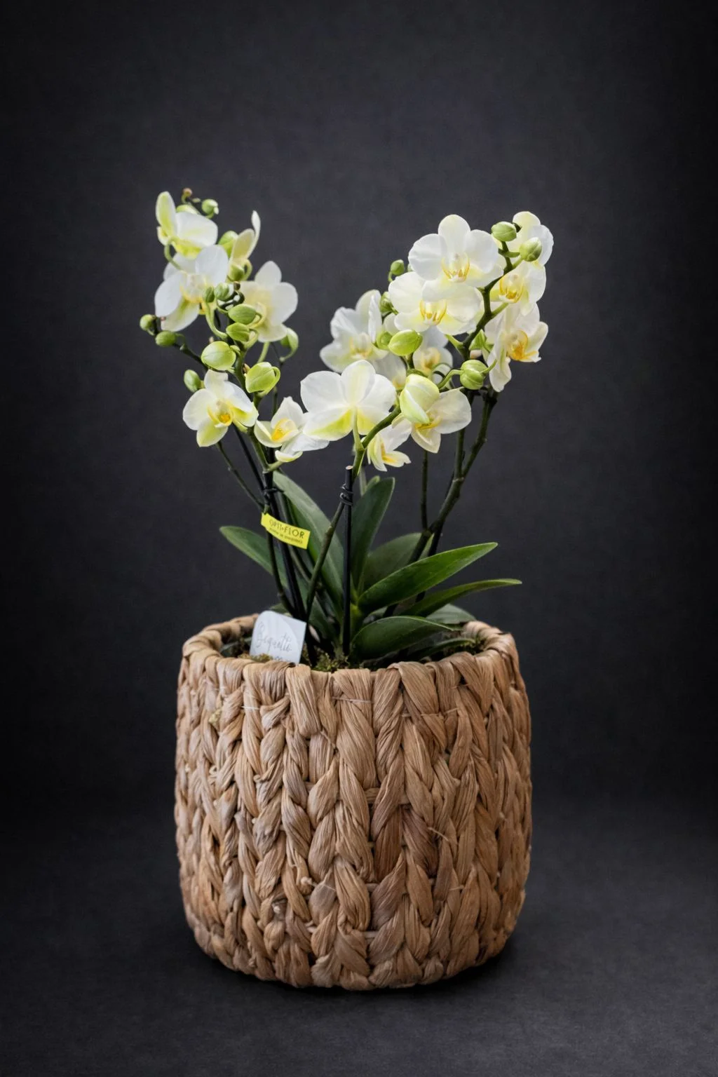 Mini Beyaz Orkide Sepeti